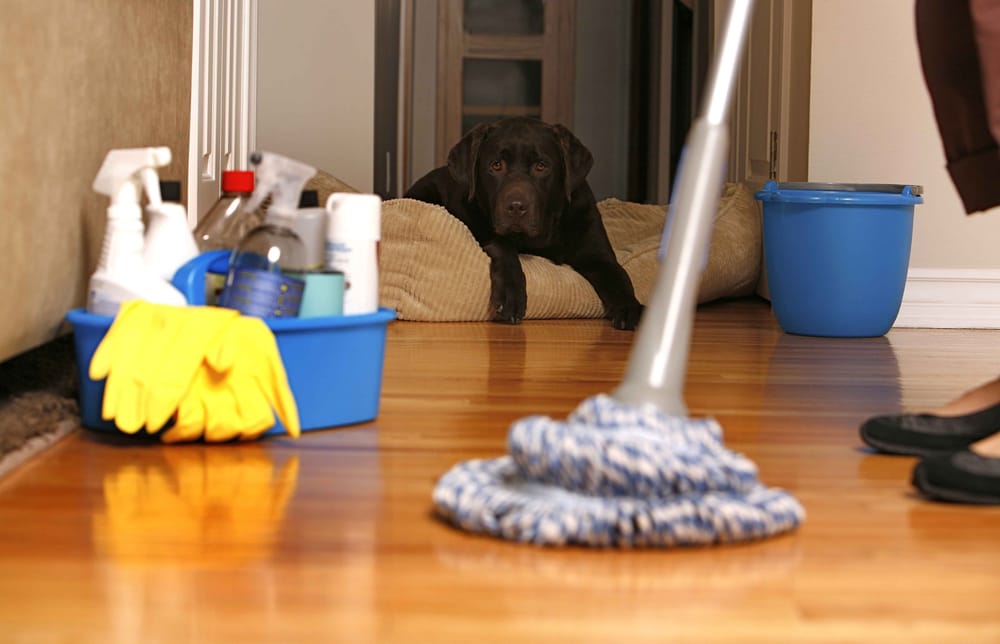 12 secrets pour avoir une maison toujours Nickel - C'est fait maison