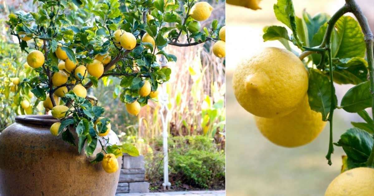Comment faire pousser facilement un citronnier chez vous - C'est fait