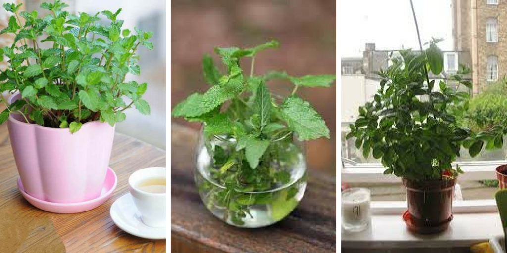 Faire pousser de la menthe dans l'eau | Comment faire pousser de la